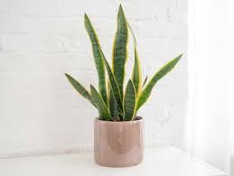 Snake Plant